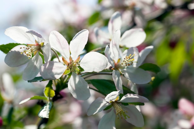 Bellissimo albero da frutto in fiore con fiori rossi