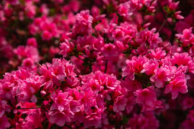 Photo beautiful full bloom colorful indian azaleas rhododendron simsii flowers in springtime