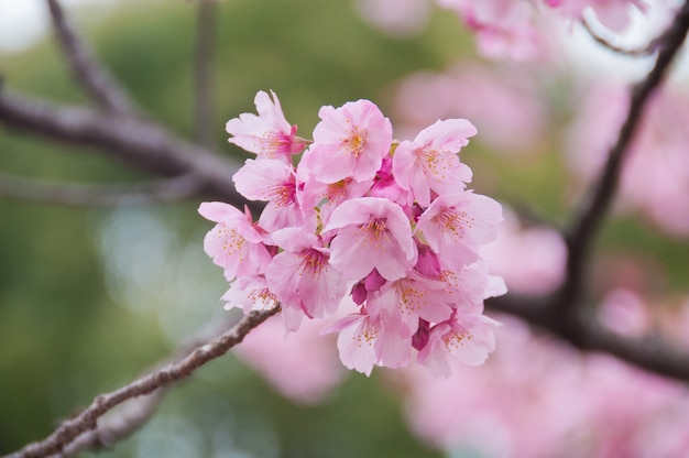 Beautiful full bloom pink cherry blossom sakura flowers