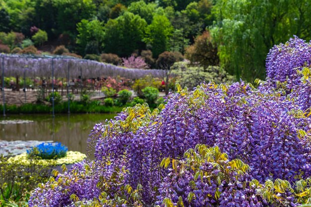 Beautiful full bloom of Purple pink Wisteria blossom trees trellis flowers in springtime sunny day