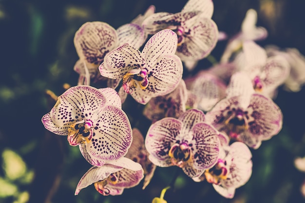 Photo beautiful fun orchids flower close up.