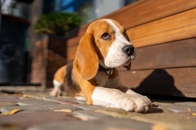 아름답고 재미있는 비글 강아지는 카페 도시 배경의 귀여운 강아지 근처 거리에 놓여 있습니다.