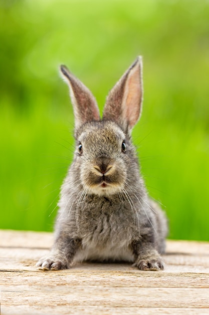 Beautiful funny grey rabbit in nature