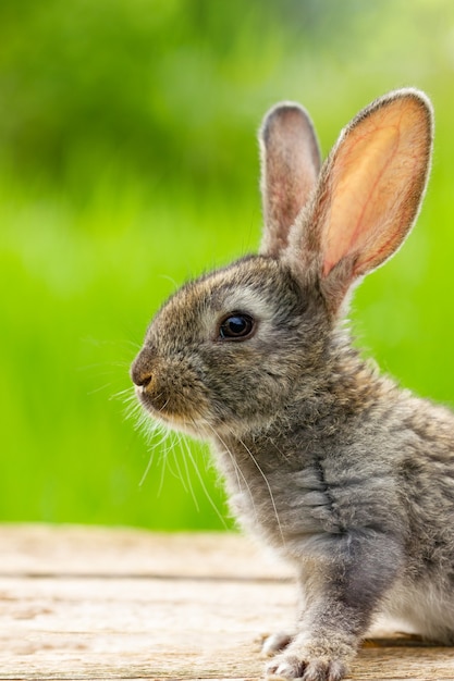 Красивый смешной серый кролик