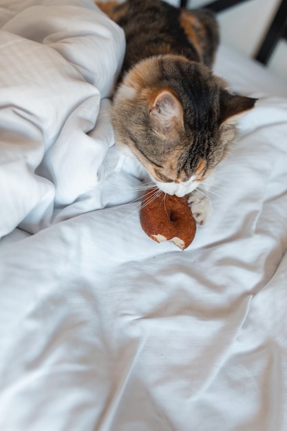 Bellissimo gatto tricolore divertente giace sul letto e mangia una deliziosa ciambella, vista dall'alto