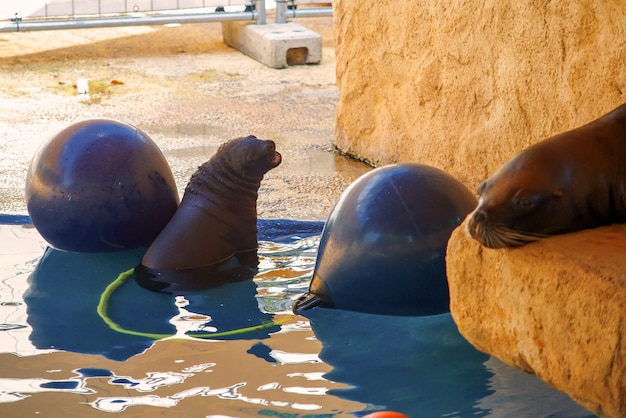 beautiful fur seal, seal swims in the pool