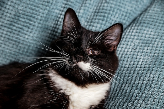 Photo a beautiful furry black and white one-eyed cat on the sofa