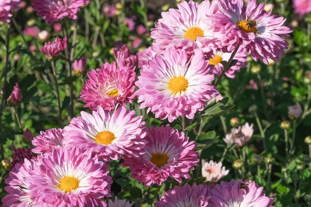 晴れた秋の日のマクロ写真で美しい庭に咲く菊の花のクローズアップ