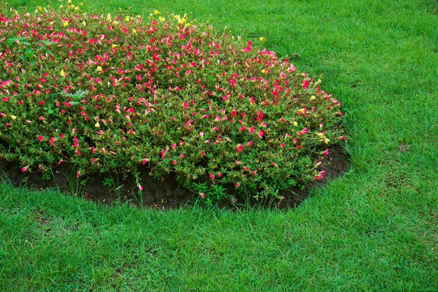 緑の背景のアジアン スタイルの公園で美しい庭の色の花