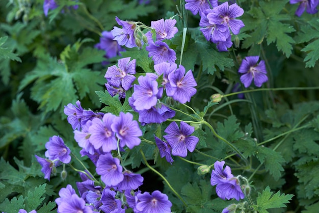 芝生の上の美しい庭の花壇多年生の紫色のツルニチニチソウが春に成長し繁栄するきちんとした緑の公園または手入れの行き届いた裏庭に咲く色とりどりの観賞用花