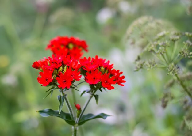 Beautiful garden flowers