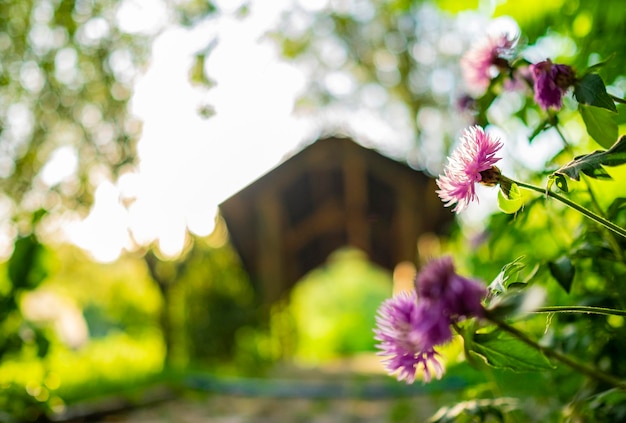 Beautiful garden and pink flower in the foreground