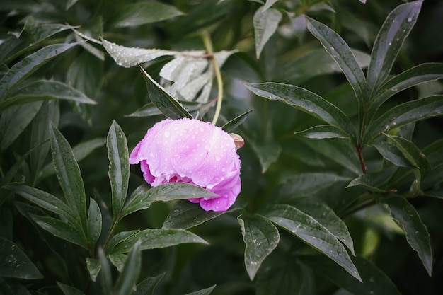 美しい庭のピンクの牡丹の花。