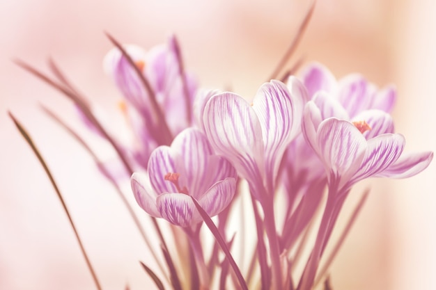 Beautiful garden spring flowers