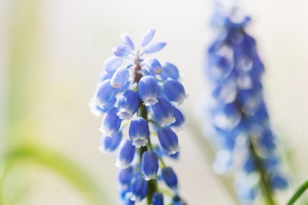 Beautiful garden spring flowers