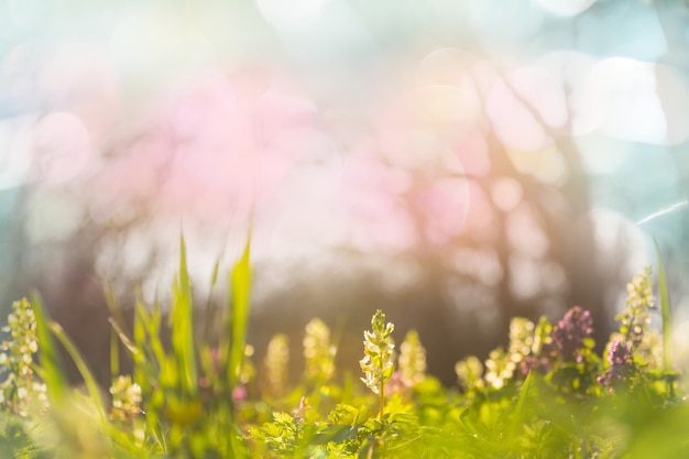 Bellissimo giardino di fiori primaverili