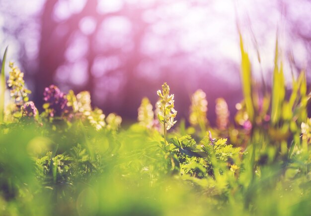 美しい庭の春の花