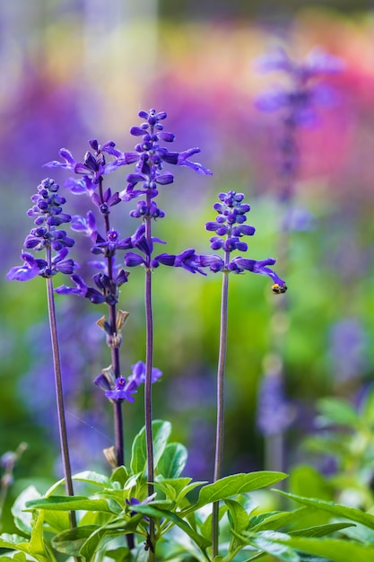 Beautiful garden in the valley in Loei province,Thailand.