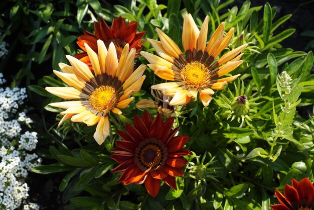 美しいガザニアの宝の花のクローズアップストック画像ガザニアrigensさまざまな色フルフレームストックフォト