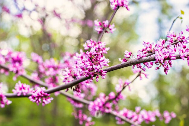 Beautiful gentle bright pink twigs of sakura blossom with selective focus and soft blurry background