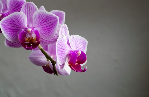 Bei fiori delicati di orchidee phalaenopsis su uno sfondo grigio.
