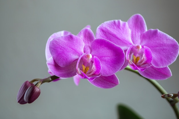 Beautiful gentle flowers of Phalaenopsis orchids