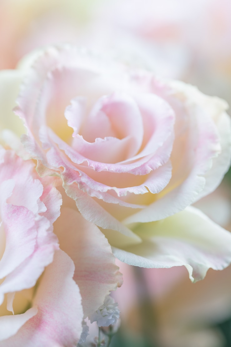 Photo beautiful and gentle pink eustoma flowers, lisianthus, tulip gentian, eustomas