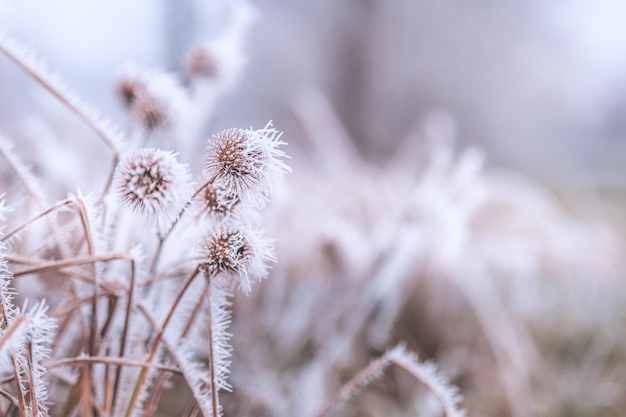 Beautiful gentle winter closeup Frozen plant on natural snowy background winter season cold frost