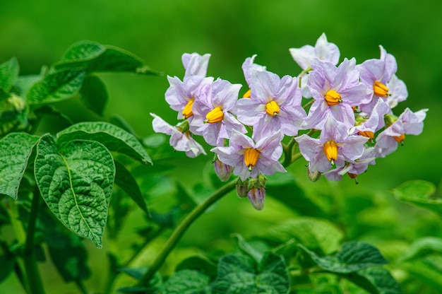 Beautiful gently pink potato flowers close up