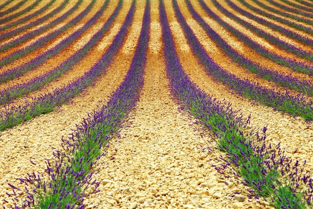 Beautiful geometry of lavender' field