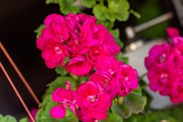 Beautiful geranium flowers