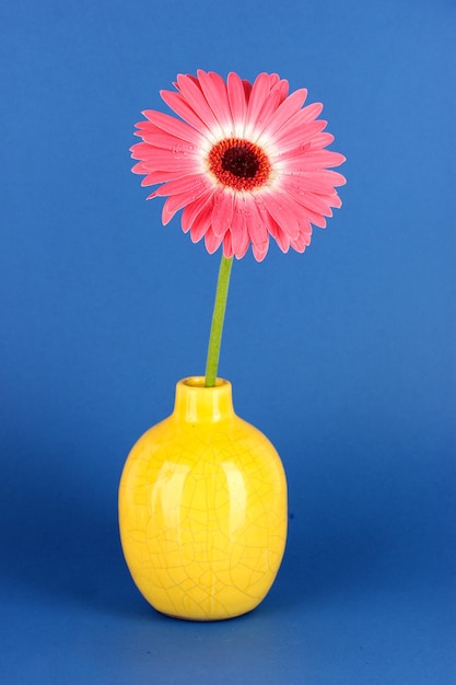 Beautiful gerber flower on blue background