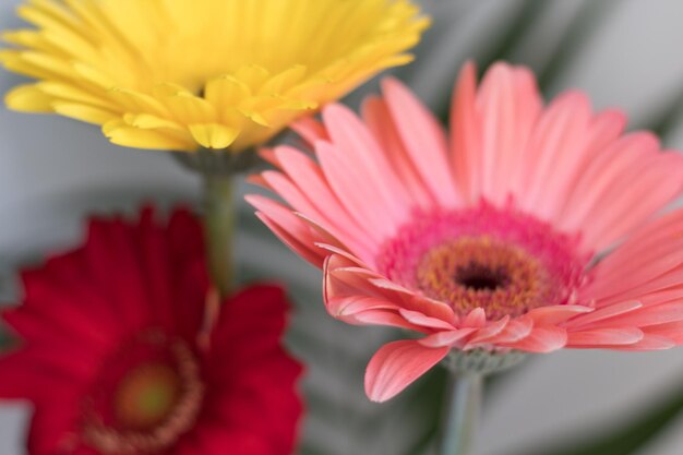사진 회색 배경에 아름다운 거버 꽃