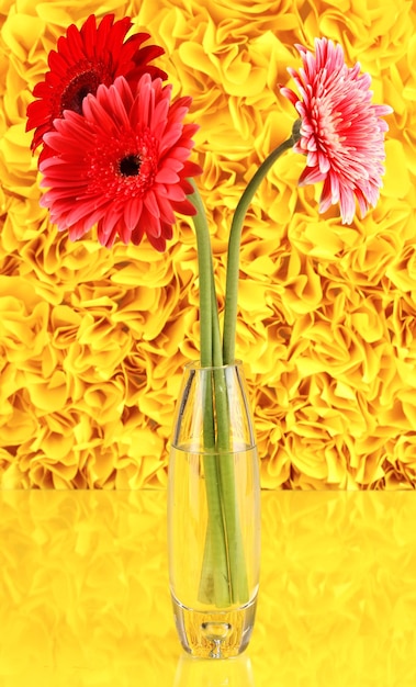 Beautiful gerber in vase on yellow decorative background