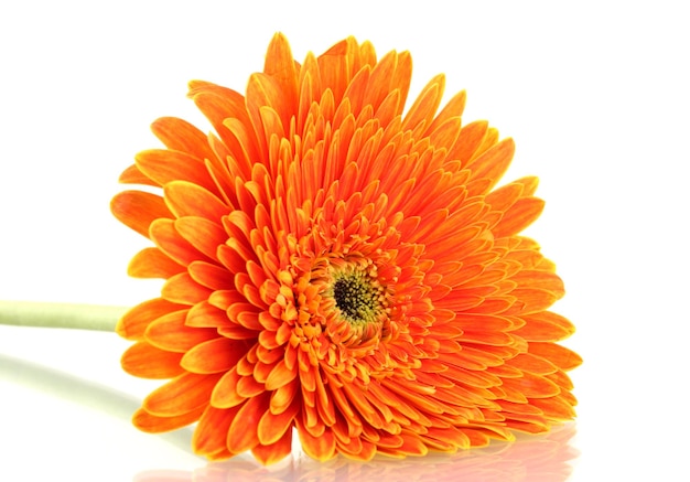 Beautiful gerbera flower isolated on white