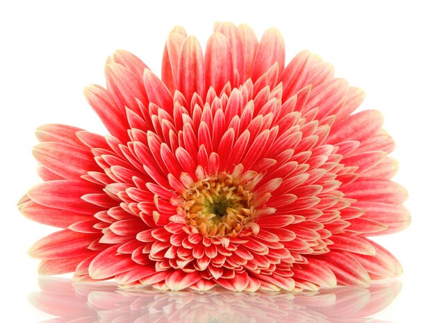 아름 다운 gerbera 꽃 흰색 절연