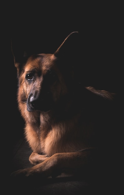 Beautiful German Shepherd dog lying down with black surface