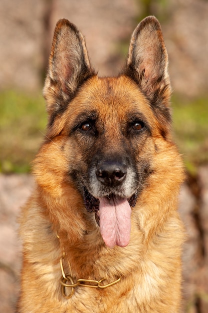 Beautiful german shepherd in nature in summer