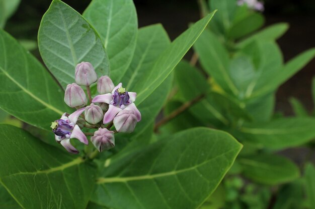 Photo beautiful giant calotrope flowers