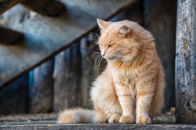 Beautiful ginger cat looking to the side