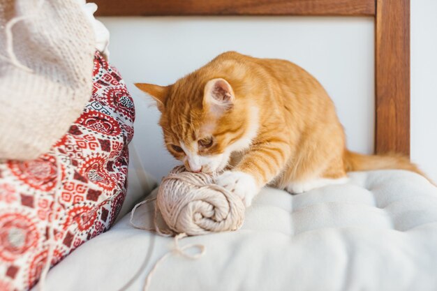 写真 美しい赤い猫がベージュ色の糸で遊んでいます 遊び心のある子猫 家畜とペットのコンセプト