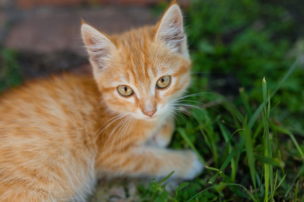 緑の芝生の上の美しい生姜子猫。公園でかわいい子猫