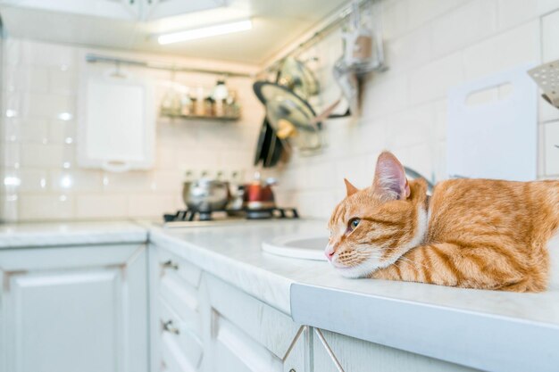 Beautiful ginger long hair cat lying on kitchen table on a sunny day at home