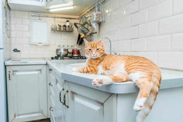beautiful ginger long hair cat lying on kitchen table on a sunny day at home