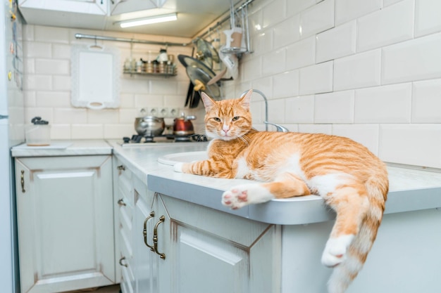 自宅で晴れた日に台所のテーブルに横たわっている美しい生姜の長い髪の猫