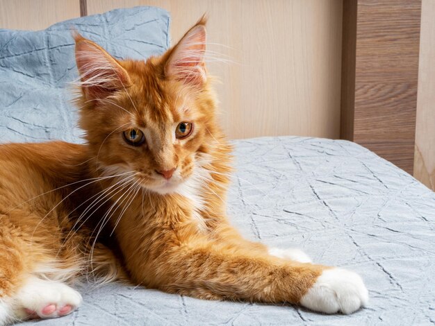 침대에 누워 있는 아름다운 진저 메인 쿤 고양이