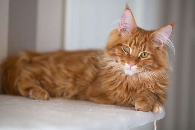 Beautiful ginger Maine Coon kitten lying on the couch