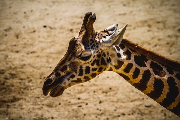 動物園の美しいキリン