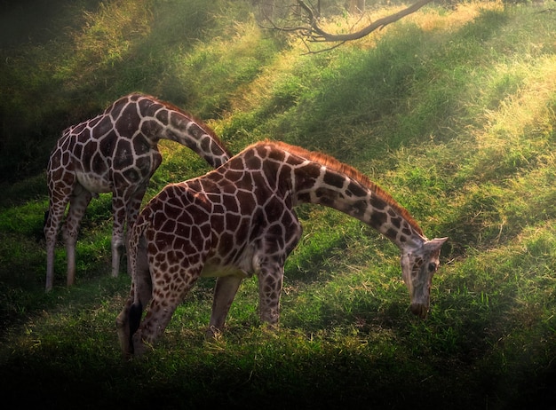 Beautiful giraffes grazing in the green meadow with sunlight falling on them