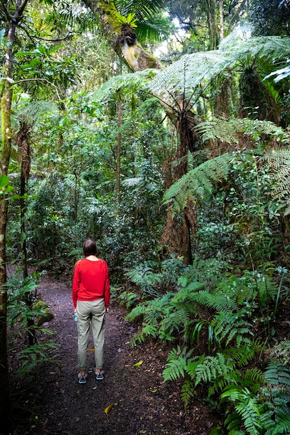 красивая девушка гуляет по волшебным тропическим лесам в национальном парке ламингтон, австралия